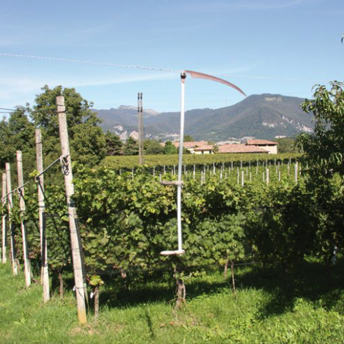 Azienda vitivinicola Boscherina